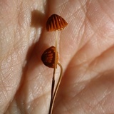 Marasmius siccus image