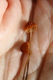 Marasmius siccus image