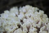 Tremellodendron schweinitzii image