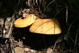 Lactarius volemus image