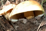 Lactarius volemus image