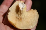 Lactarius volemus image