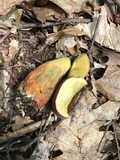 Pulchroboletus sclerotiorum image