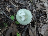Russula parvovirescens image