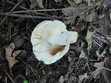 Russula parvovirescens image
