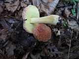 Xerocomus hortonii image