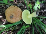 Xerocomus hortonii image