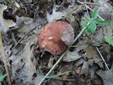 Xerocomus hortonii image