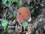 Xerocomus hortonii image