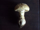 Amanita ameripanthera image