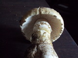 Amanita ameripanthera image
