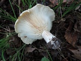 Lactarius acerrimus image