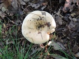 Lactarius acerrimus image
