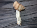 Helvella crispa image