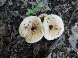 Lactarius yazooensis image