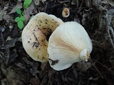 Lactarius yazooensis image