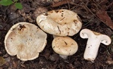 Lactarius deceptivus image
