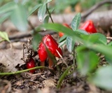 Hygrocybe acutoconica image