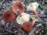 Lactarius volemus image