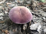 Tylopilus williamsii image