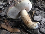 Tylopilus williamsii image