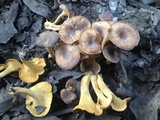 Cantharellus appalachiensis image