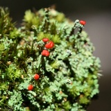 Cladonia didyma image