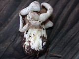 Helvella maculata image