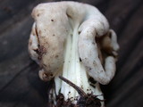 Helvella maculata image