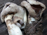 Helvella compressa image