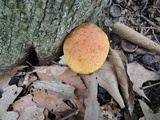 Xerocomus illudens image