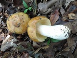 Russula maculata image