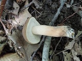 Tylopilus indecisus image