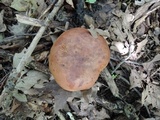 Tylopilus indecisus image