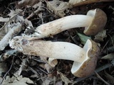 Tylopilus indecisus image