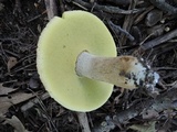 Boletus variipes image