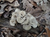 Craterellus foetidus image