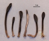 Trichoglossum hirsutum image