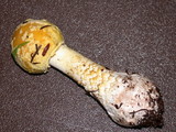 Amanita augusta image