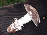 Amanita protecta image