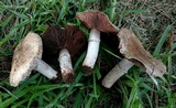 Agaricus bisporus image
