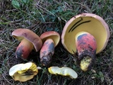 Lanmaoa pseudosensibilis image