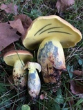 Lanmaoa pseudosensibilis image