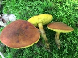 Boletus innixus image