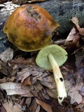 Leccinum longicurvipes image