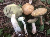 Boletus pallidus image