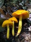 Humidicutis marginata image