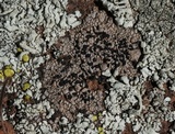 Buellia nashii image