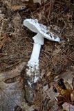 Amanita subcokeri image