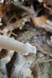 Amanita amerifulva image